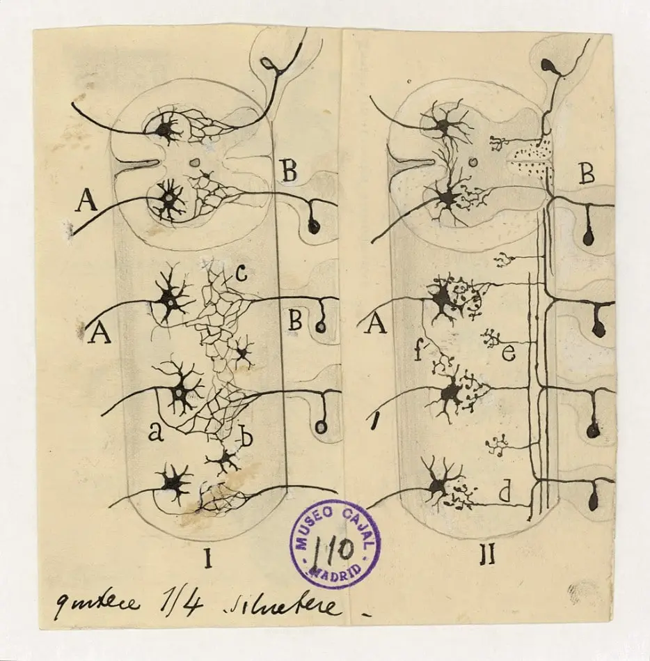 Ilustración de neuronas individuales conectadas por sinapsis, representando la Doctrina de la Neurona de Ramón y Cajal.