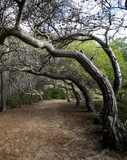 Bosque de la Marquesa - Bosque litoral y calas escondidas