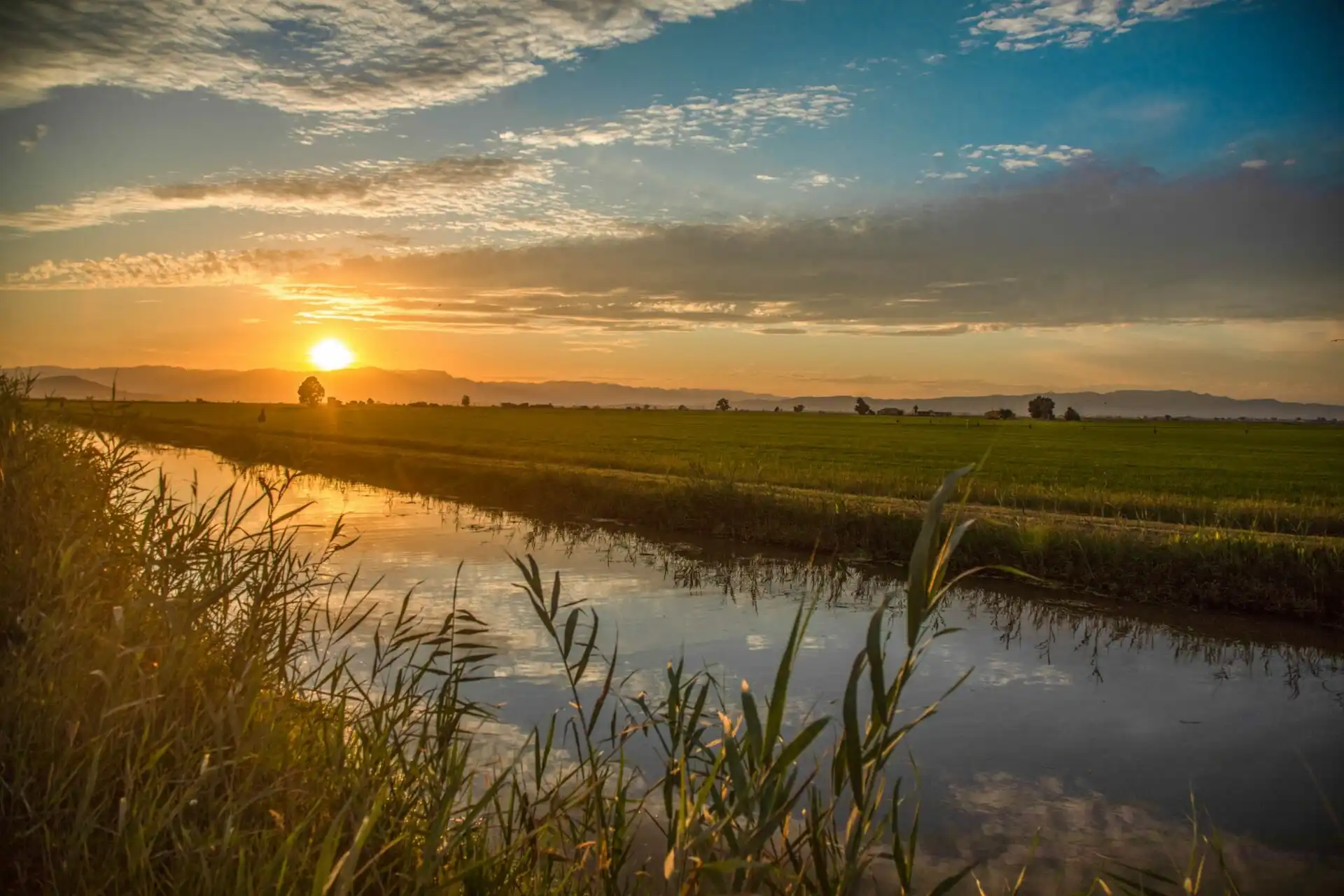 Parque Natural del Delta de l’Ebre - Humedales y arrozales