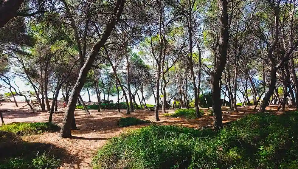 Camino entre pinos del Bosque de la Marquesa rumbo a la Playa Waikiki en Tarragona